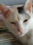 Oliver (1)